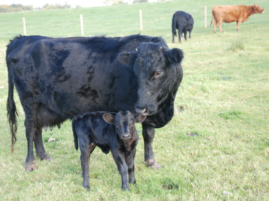 Cattle