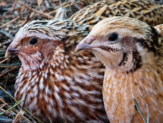 quail.jpg