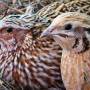 quail.jpg