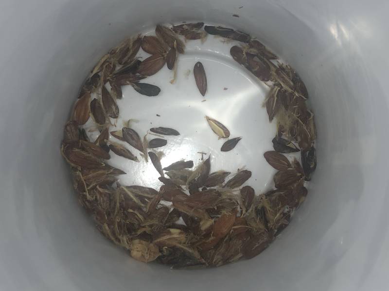 seeds.jpg