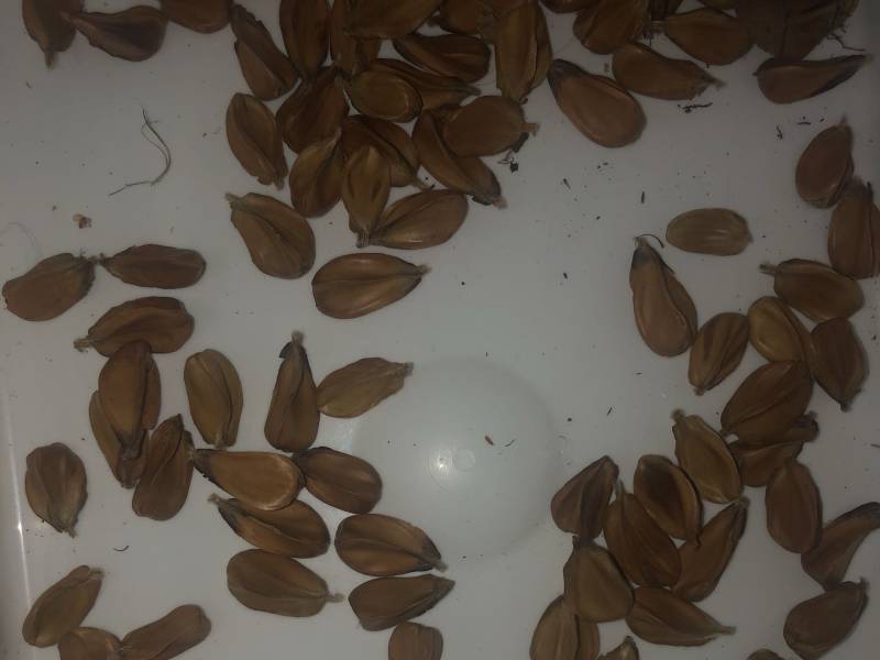 shelled_seeds.jpg