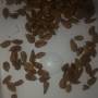 shelled_seeds.jpg