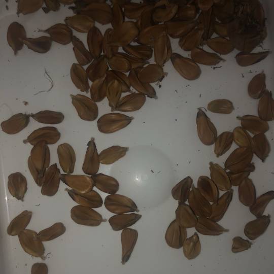 shelled_seeds.jpg